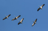 Common Crane (Grus grus)