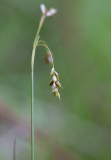 Hårstarr (Carex capillaris)