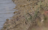 Spotted Sandpiper (Actitis macularius)
