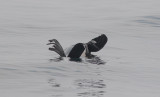 Nordlig pälssäl (Callorhinus ursinus)