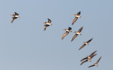 Brown Pelican (Pelecanus occidentalis)