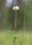Backklöver (Trifolium montanum)
