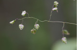 Strandmyskgräs (Hierochloë odorata ssp. baltica)