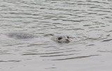 Harbor Seal (Phoca vitulina richardsi)