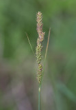 Hartmansstarr (Carex hartmanii)