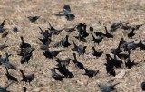 Tricolored Blackbird (Agelaius tricolor)