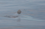 Klumpfisk (Mola mola)	