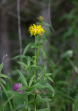 Krissla (Inula salicina)