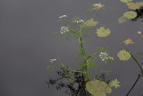 Vattenstäkra (Oenanthe aquatica)