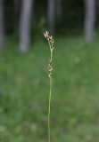 Frösöstarr (Carex pediformis ssp. rhizodes)
