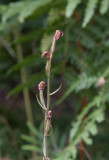 Röd skogslilja (Cephalanthera rubra)