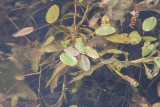 Bäcknate (Potamogeton polygonifolius)