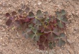 Rödbrun klöveroxalis (Oxalis stricta var. rufa)