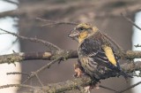 Red Crossbill (Loxia curvirostra)