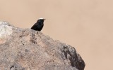 White-crowned Wheatear (Oenanthe leucopyga)