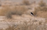 Mourning Wheatear (Oenanthe lugens)