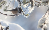 Siberian Tit (Poecile cinctus)