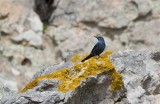 Blue Rock Thrush (Monticola solitarius)