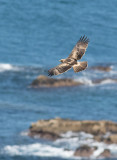 Booted Eagle (Hieraaetus pennatus)