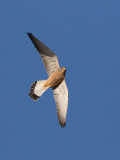  Lesser Kestrel (Falco naumanni)