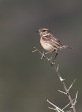 European Stonechat (Saxicola rubicola)