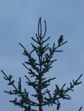 Song Thrush (Turdus philomelos)