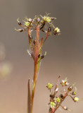 Vårfryle (Luzula pilosa)