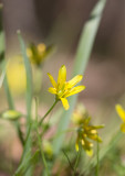 Vårlök (Gagea lutea)