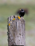 Spotless Starling (Sturnus unicolor)