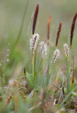 Hirsstarr (Carex panicea)