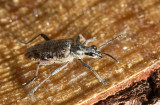 Barrträdlöpare (Rhagium inquisitor)