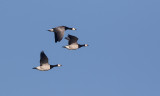 Barnacle Goose (Branta leucopsis)