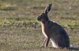 Fälthare (Lepus europaeus)