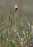 Backstarr (Carex ericetorum)
