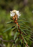 Skvattram (Rhododendron tomentosum)