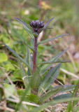 Fjällskära (Saussurea alpina)	