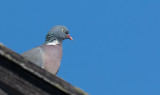 Common Wood Pigeon (Columba palumbus)