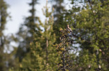 Bohemian Waxwing (Bombycilla garrulus)
