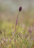 Fjälltimotej (Phleum alpinum)