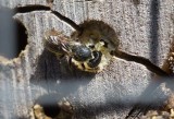 Väggbi (Heriades truncorum)