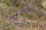 Lapland Longspur (Calcarius lapponicus)	