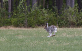 Skogshare (Lepus timidus)