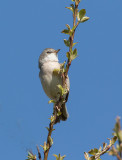 Common Whitethroat (Sylvia communis)	