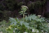 Tromsöloka (Heracleum persicum)