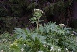 Tromsloka (Heracleum persicum)