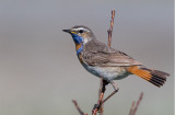 Bluethroat (Luscinia svecica)