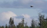 Eurasian Curlew (Numenius arquata)