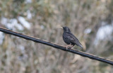 Spotless Starling (Sturnus unicolor)