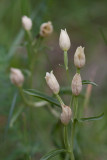 Stor skogslilja (Cephalanthera damasonium)	