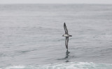 Pink-footed Shearwater (Ardenna creatopus)